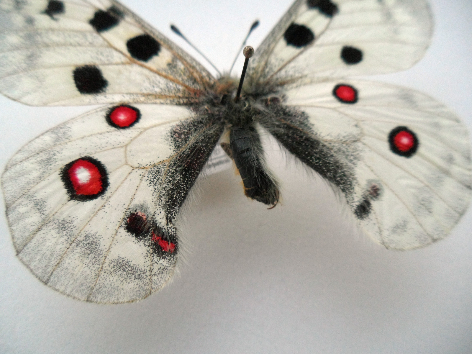PARNASSIUS APOLLO CARPATICUS BILATERAL GYNANDROMORPH SLOVAKIA 2 (Internet Image property of respective owner, non-commercial use only)